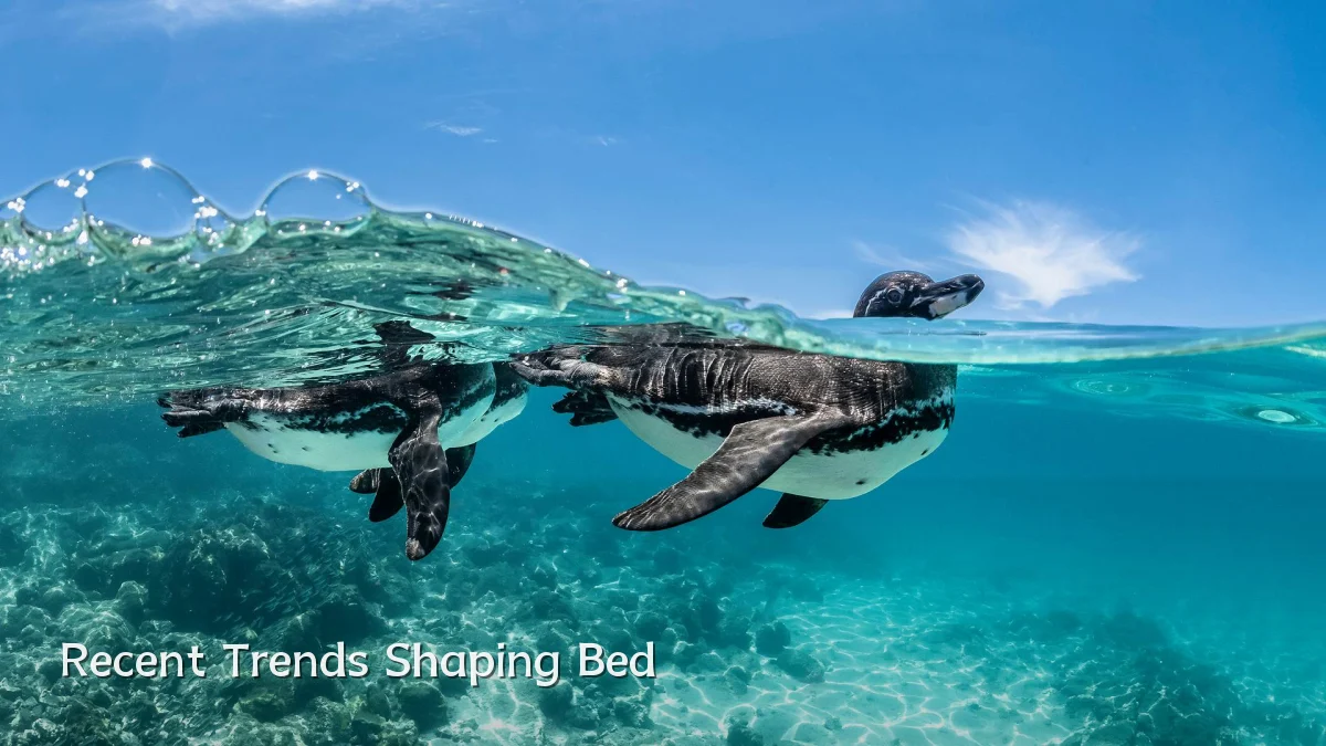 Recent Trends Shaping Bed